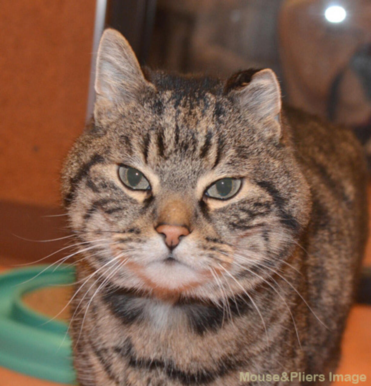 Fidget, 15, is a domestic short hair brown tabby.