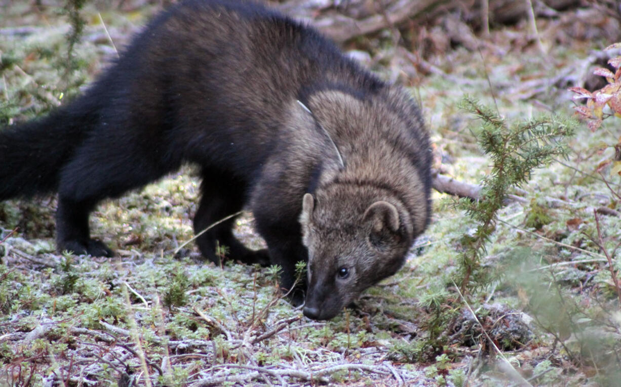 This undated photo provided by the National Park Service shows an orphaned fisher that was born in Olympic National Park after its mother was killed by a bobcat, while being fostered at Northwest Trek, in Eatonville, Wash., before later being released back into the park. Wildlife officials reintroduced 90 fishers to the Olympic peninsula a few years ago, and are now preparing a plan to possibly reintroduce more of the cat-sized, forest-dwelling carnivores to Mount Rainier and North Cascades national parks as early as 2015. The fishers, which feed on small mammals, including snowshoe hares, mountain beavers and porcupines, have been missing from the region since the mid-90s.