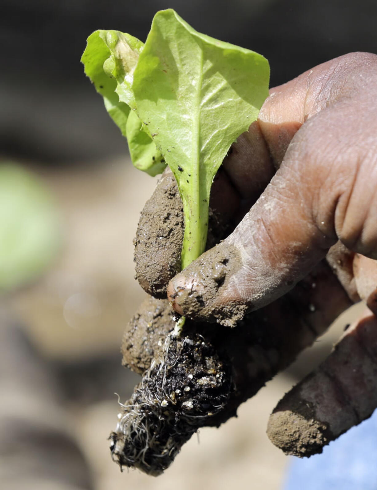 Walter Cameron transplants a lettuce plant in a field at Denison Farm in Schaghticoke, N.Y.