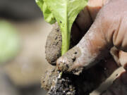 Walter Cameron transplants a lettuce plant in a field at Denison Farm in Schaghticoke, N.Y.