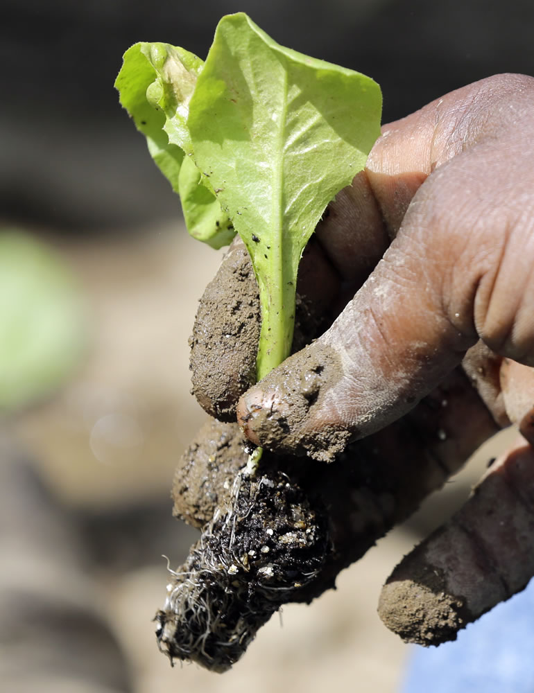 Walter Cameron transplants a lettuce plant in a field at Denison Farm in Schaghticoke, N.Y.