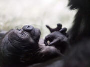 This photo provided by the Fort Worth Zoo shows a male western lowland gorilla that was born Saturday at the zoo in, Fort Worth, Texas. The yet-to-be-named ape born to first-time parents Gracie and Elmo is the first birth of a western lowland gorilla at the Fort Worth Zoo.