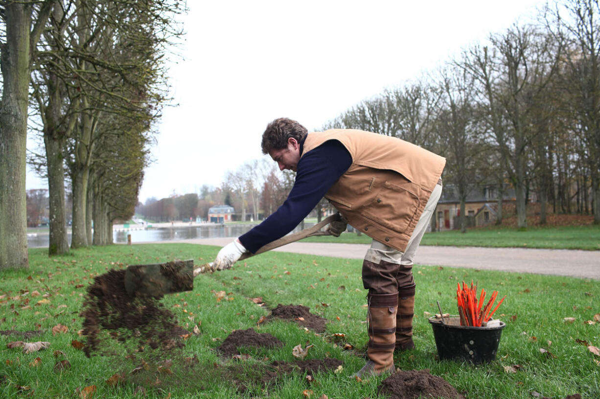 Molecatcher Jerome Dormion uses a shovel in the park of the Chateau de Versailles, west of Paris.