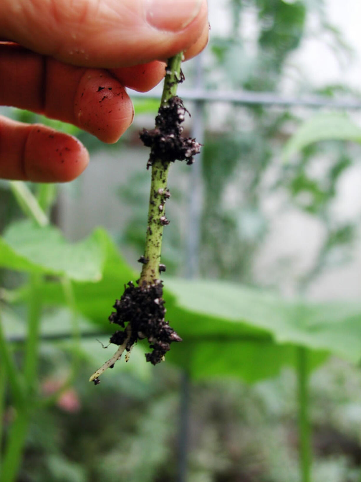 A rooted softwood cutting is shown July 1 in New Paltz, N.Y. Take a look at new shoots growing on a favorite shrub or vine and you'll see that the bases of these shoots may be beginning to toughen up, their once soft, green outer layer turning brown and woody.