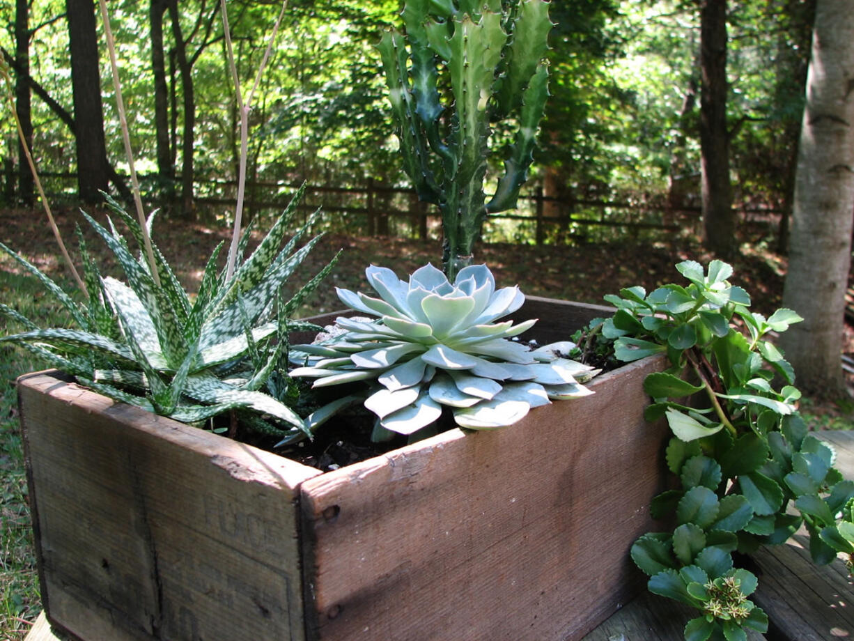 This photo provided by Justincave.com shows a Napa Valley wine box repurposed into a sedum container.