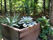 This photo provided by Justincave.com shows a Napa Valley wine box repurposed into a sedum container.