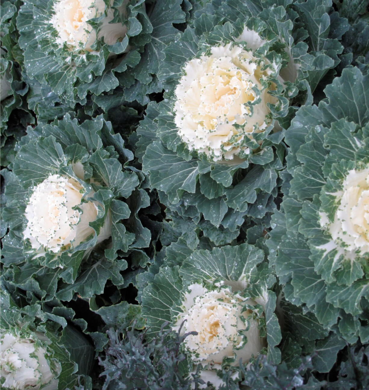 Kale, left, and cabbage are among the second season crops -- which also include broccoli, lettuce, spinach and turnips -- capable of shrugging off several fall frosts.