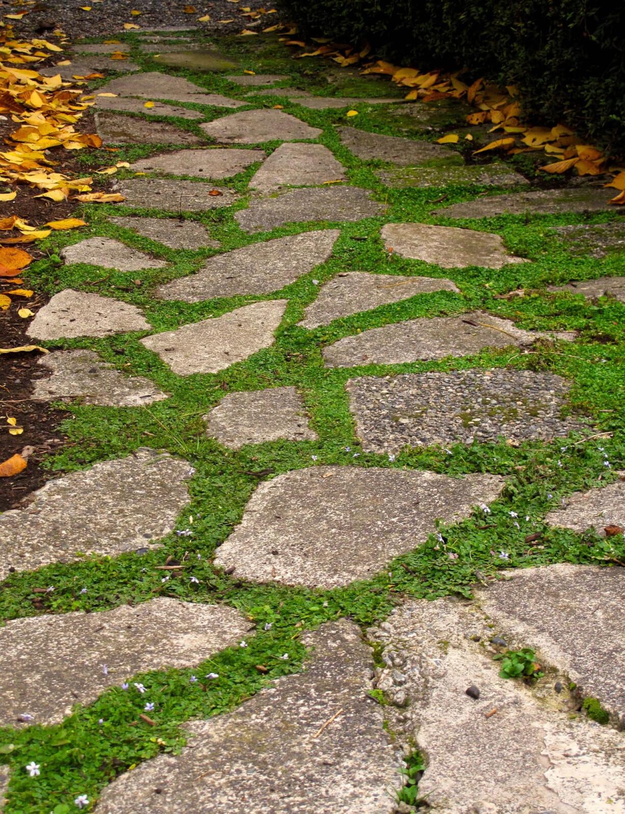 Several flats of potted, walk-on plants are laid out alongside the flagstones of a pathway in Langley, on Whidbey Island.