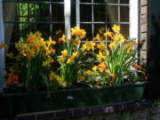 Tall and small flowers complement one another in this springtime window box assortment in Belgium.