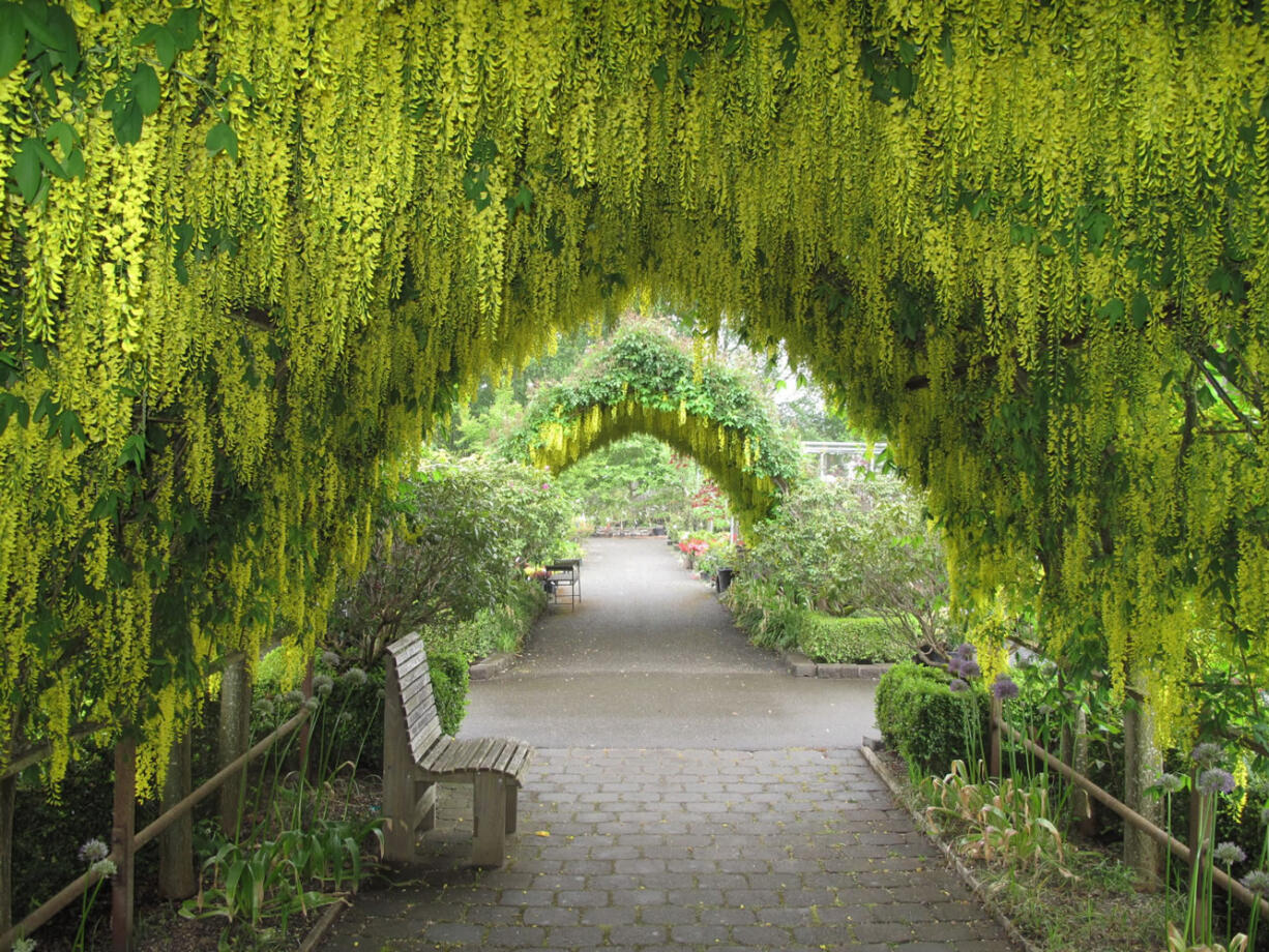 A double arbor is framed by laburnums at Bayview Farm &amp; Garden as shown near Langley, Va.