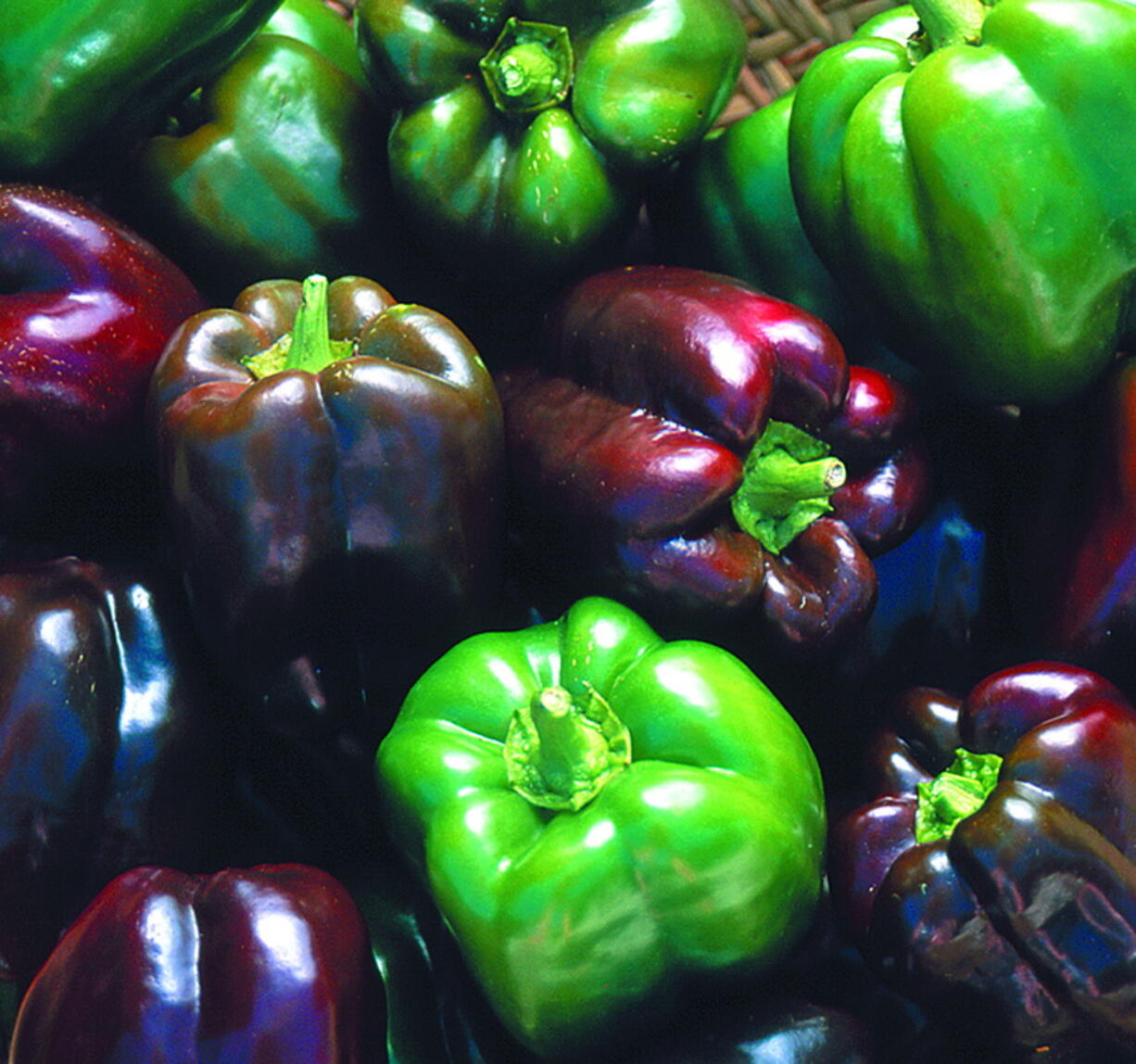 Unusual pepper variety Chocolate Beauty matures from green to a mellow brown.