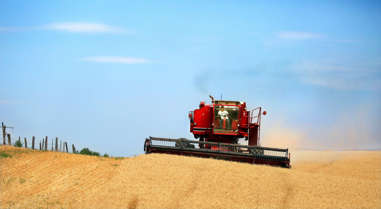 A combine harvests wheat in July along the Oregon-Washington border, southwest of Walla Walla.