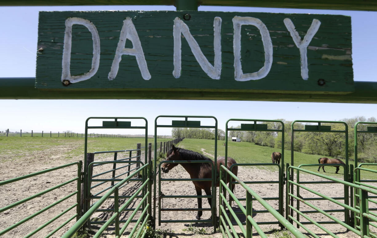 Horses stand in a holding area at the Camp Conestoga Girls Scouts camp, in New Liberty, Iowa.