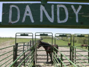 Horses stand in a holding area at the Camp Conestoga Girls Scouts camp, in New Liberty, Iowa.