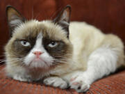 It probably won't affect her famous mood, but Grumpy Cat now has an endorsement deal.