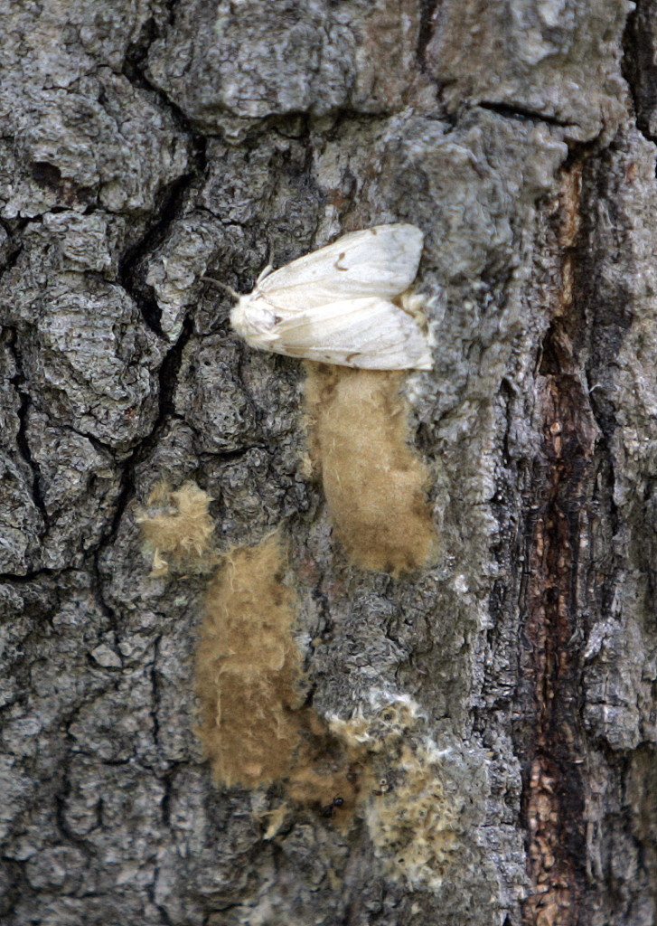 Oregon may spray in Portland to kill moths - The Columbian