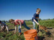 Annie Hobson of Vancouver, left, digs up carrots with her children McKenna, 6, and Hunter, 9, at the Heritage Farm in Hazel Dell during the annual Harvest Fun Day. The carrots will be distributed by the Clark County Food Bank to people in need.