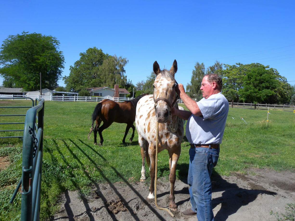 George Ehmer tightens a halter on his Appaloosa gelding named Joker, an air-scent trained horse, on his property near Milton-Freewater, Ore.