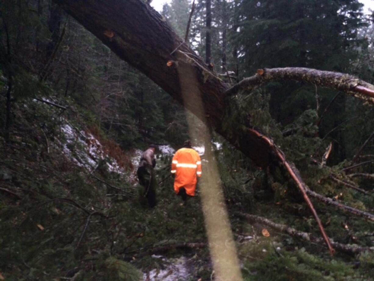 Searchers with the Skamania County Sheriff's Office and state Department of Fish and Wildlife had to cut through debris knocked down by Monday's winds to get to thee hikers who activated their emergency locator beacon Monday while hiking north of Carson, Wash., in the Gifford Pinchot National Forest.