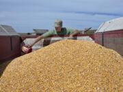 Farmer Randy Dreher scoops a sample of corn in September at his farm north of Audubon, Iowa.