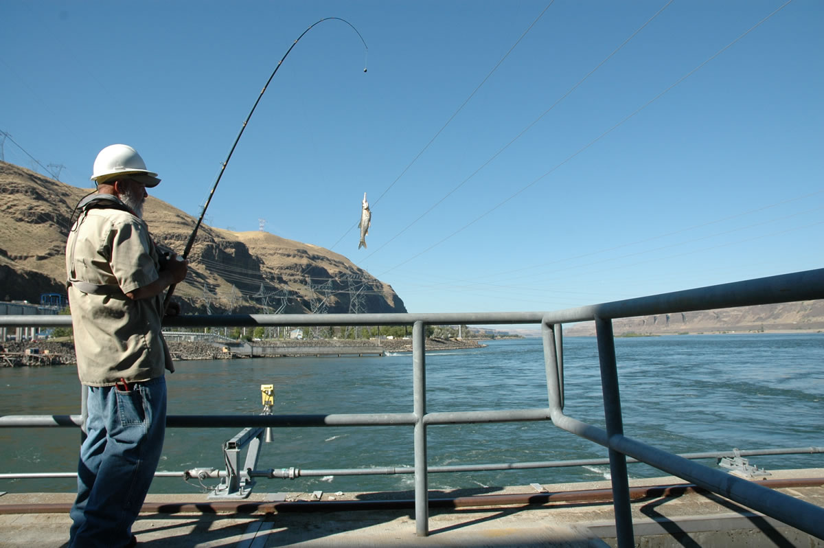 Pikeminnow pursuit in Columbia River Gorge - The Columbian
