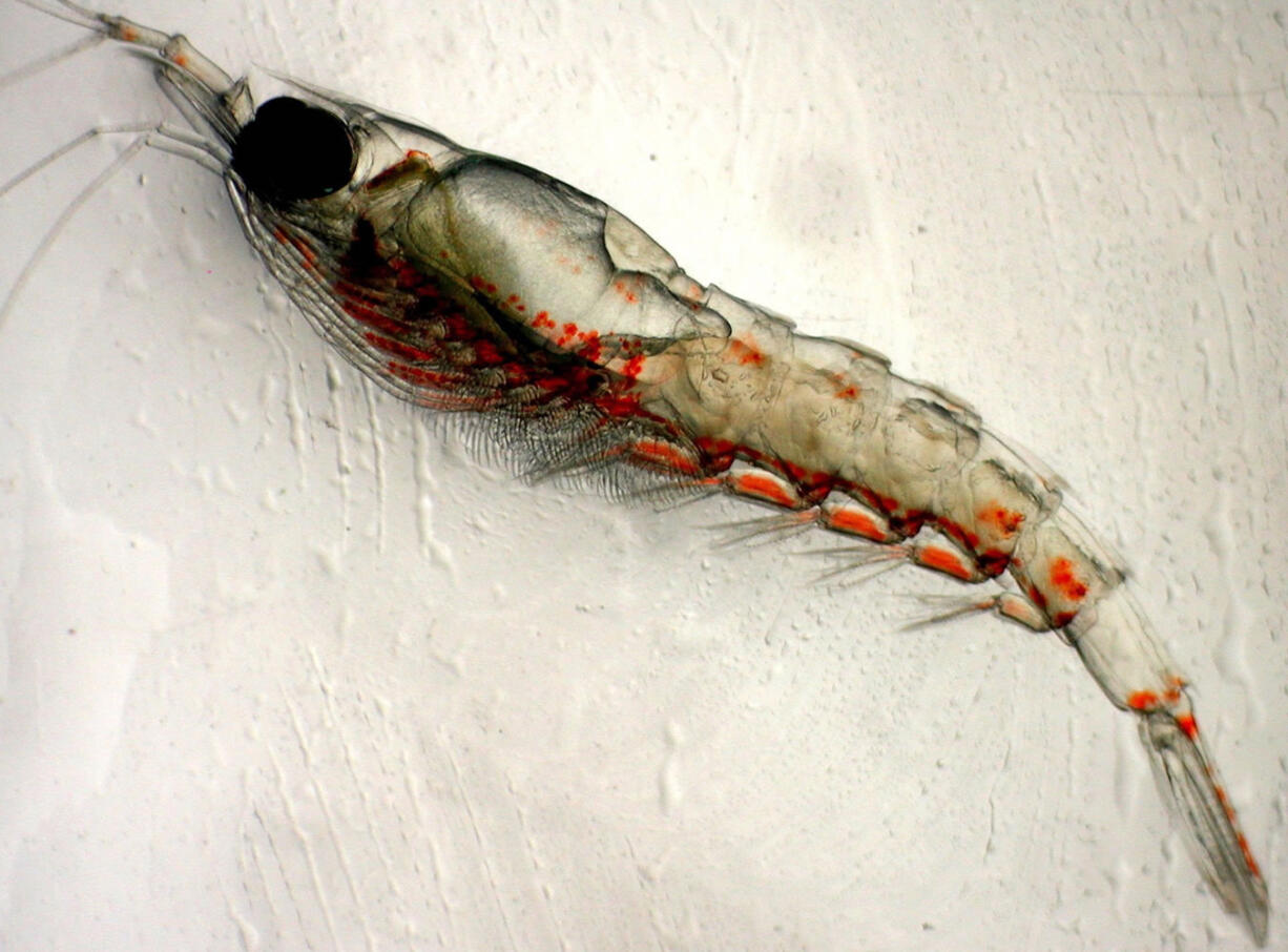 Pacific krill, inch-long shrimplike animals, have been washing up on beaches from Eureka, Calif., to Newport, Ore.