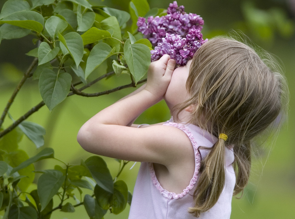 Hannah Matson 4, from Brush Prairie gets a face full of lilac at the Hulda Klager Lilac Gardens on May 6, 2007.