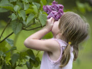 Hannah Matson 4, from Brush Prairie gets a face full of lilac at the Hulda Klager Lilac Gardens on May 6, 2007.