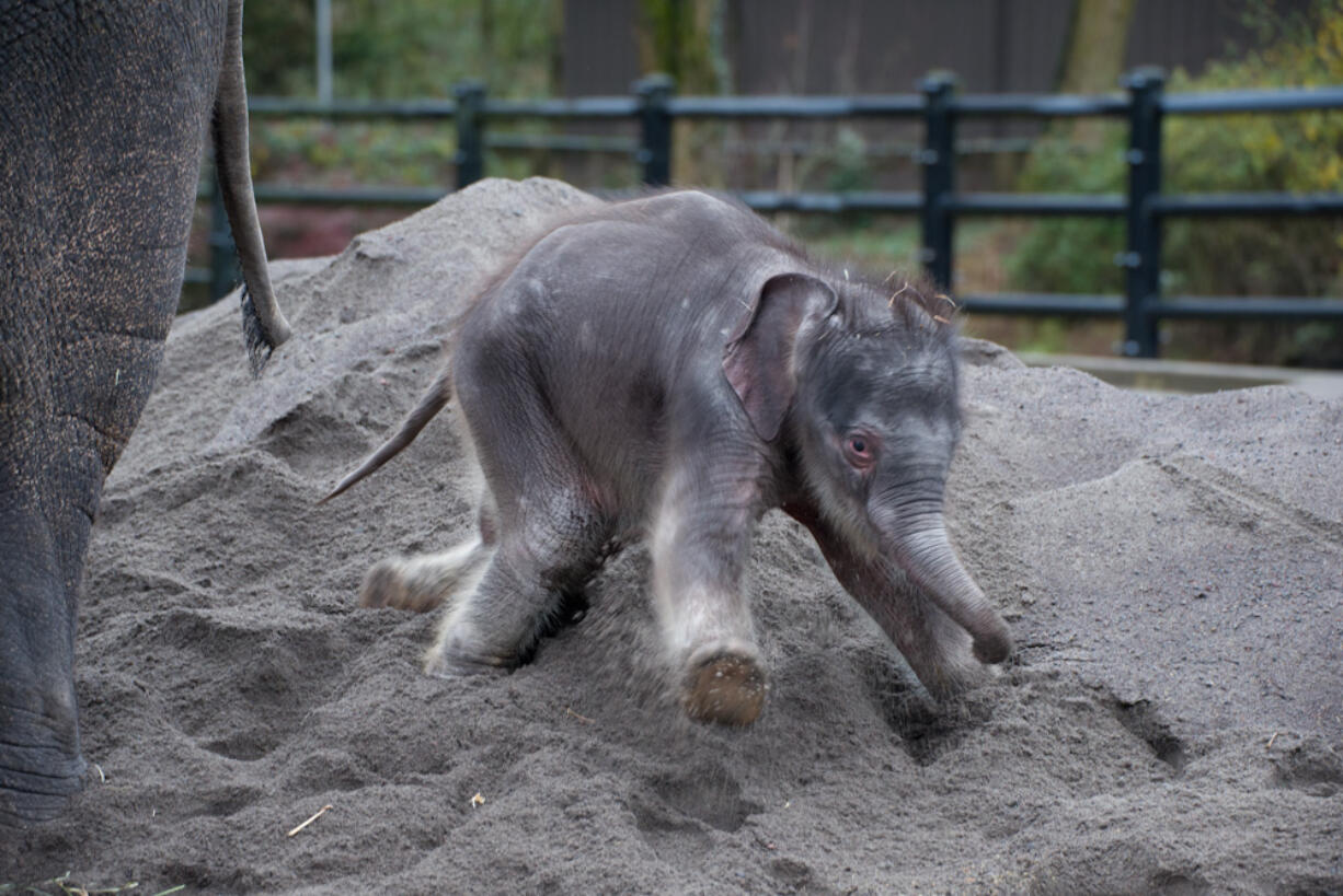 Lily will be the name of the new elephant calf at the Oregon Zoo.