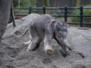 Lily will be the name of the new elephant calf at the Oregon Zoo.