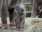 Lily, a baby elephant born this winter at the Oregon Zoo, has been purchased by the zoo's nonprofit foundation.