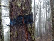 A Douglas fir tree on federal forest land outside Ruch, Ore. The blue paint marking a tree for harvest is leftover from a 2004 timber sale that drew no bids.