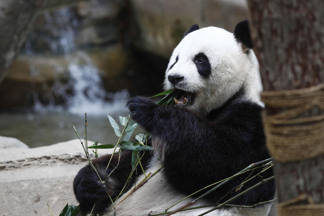 Xing Xing, formerly known as Fu Wa, one of the two giant pandas from China, eats bamboo leaves at the Giant Panda Conservation Center at the National Zoo in Kuala Lumpur, Malaysia, on Dec. 11.