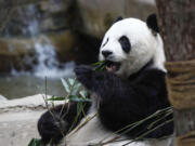 Xing Xing, formerly known as Fu Wa, one of the two giant pandas from China, eats bamboo leaves at the Giant Panda Conservation Center at the National Zoo in Kuala Lumpur, Malaysia, on Dec. 11.