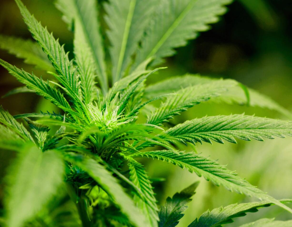 A marijuana plant flourishing under grow lights at a warehouse in Denver. It took 50 years for American attitudes about marijuana to zigzag from the paranoia of &quot;Reefer Madness&quot; to the excesses of Woodstock back to the hard line of Just Say No.