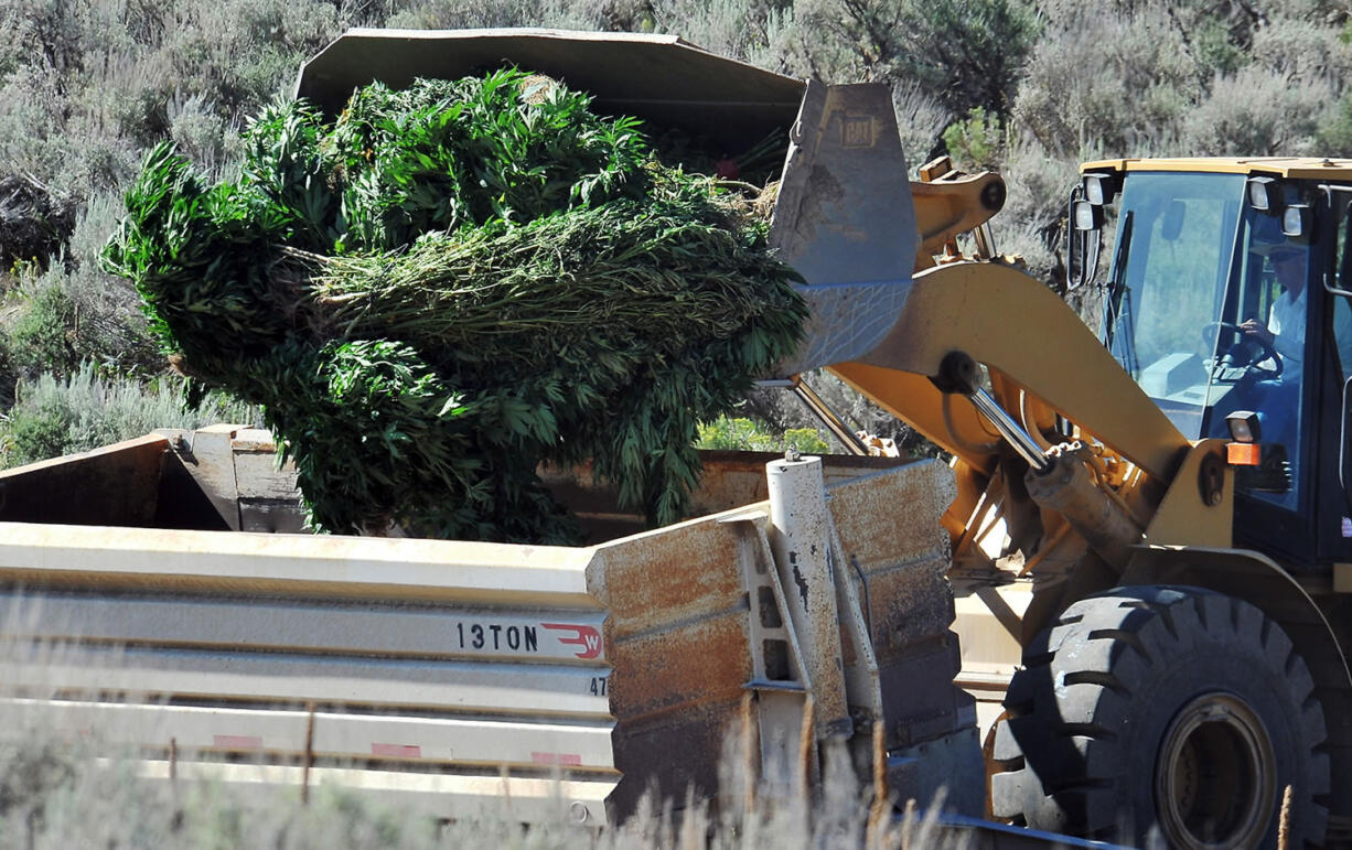 A crew disposes of marijuana plants Wednesday in Caribou County, west of Grace, Idaho, where a sophisticated growing operation in southeastern Idaho contained an estimated 40,000 plants worth an estimated street value of $80.5 million.