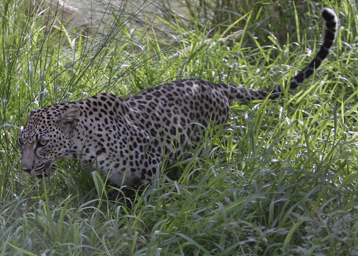 A 4-year-old Arabian leopard called Spoti walks through grass at the Breeding Center for the Arabian Wildlife in Sharjah, United Arab Emirates.