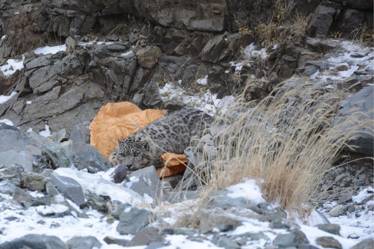 A snow leopard rests as it recovers from being collared by WWF Mongolia scientists in Khovd province, Mongolia.