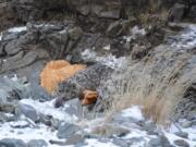 A snow leopard rests as it recovers from being collared by WWF Mongolia scientists in Khovd province, Mongolia.