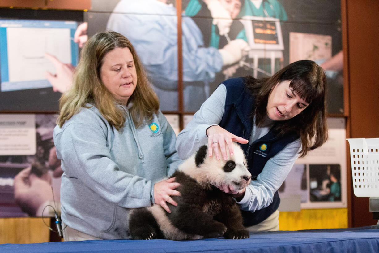 Animal keeper Nicole MacCorkle, left, and biologist Laurie Thompson attempt to look at Bei Bei&#039;s teeth Monday at the National Zoo in Washington.