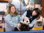 Animal keeper Nicole MacCorkle, left, and biologist Laurie Thompson attempt to look at Bei Bei&#039;s teeth Monday at the National Zoo in Washington.