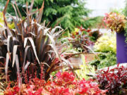 Robb Rosser
Make a list when shopping for plants but always leave room for spontaneity. 
 At left, New Zealand Flax and Purple Pot.