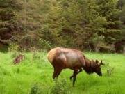 Hoof disease has crossed the Columbia River and been observed in elk in northwest Oregon, as evidenced by this 2015 trail camera photo.