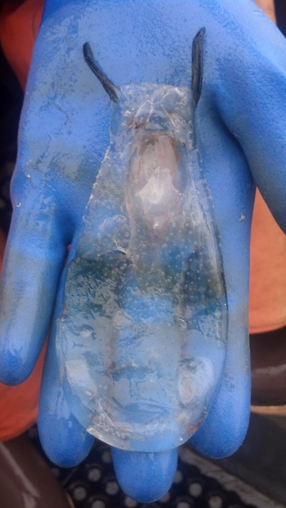 A crew member of Westport crabber Adam Miller's holds a salp that was found in a crab pot in early February.