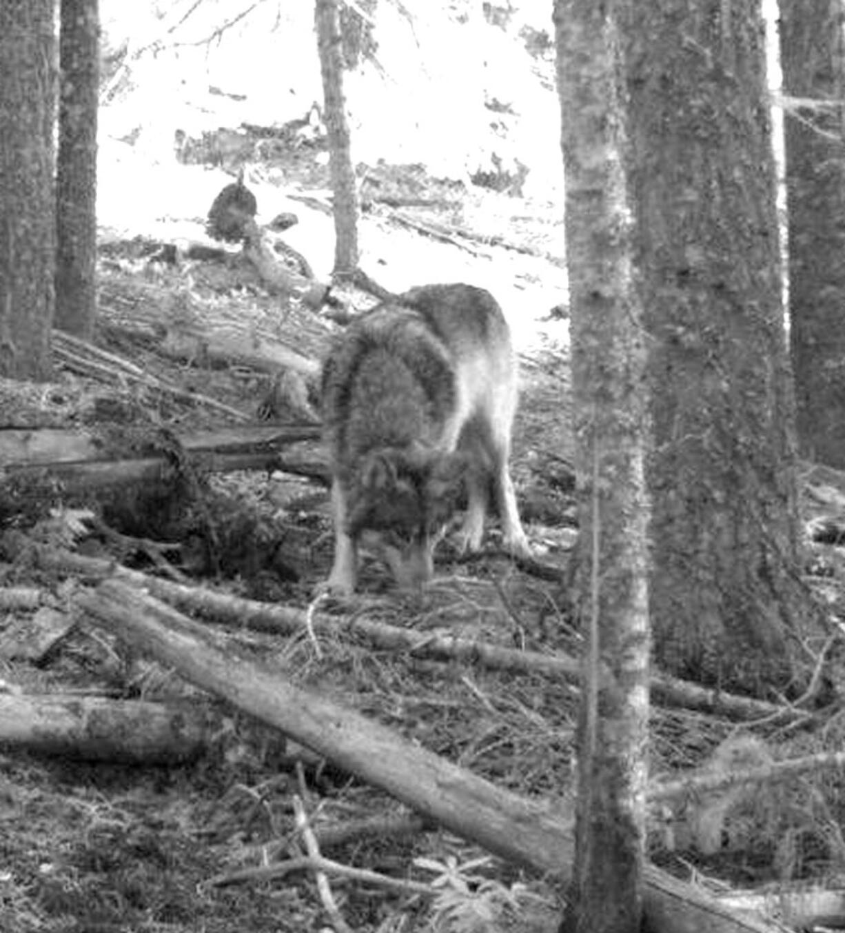 OR-7 is the young male wolf that has wandered more than 1,000 miles across Oregon and Northern California looking for a mate and a new home.