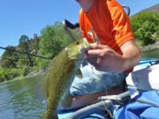 Darren Strong of Boise, Idaho, lands a smallmouth bass June 8 while floating on the John Day River near Fossil, Ore.