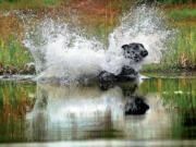 Nike, a Labrador retriever, jumps into a pond at the Denman Wildlife Refuge in White City, Ore., while training  April 10 for the 30th annual Nestle Purina Outstanding Retriever Awards banquet.