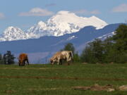 Scottish Highland cattle graze near the Upland Trail as Mount Baker rises in the background in Bay View.