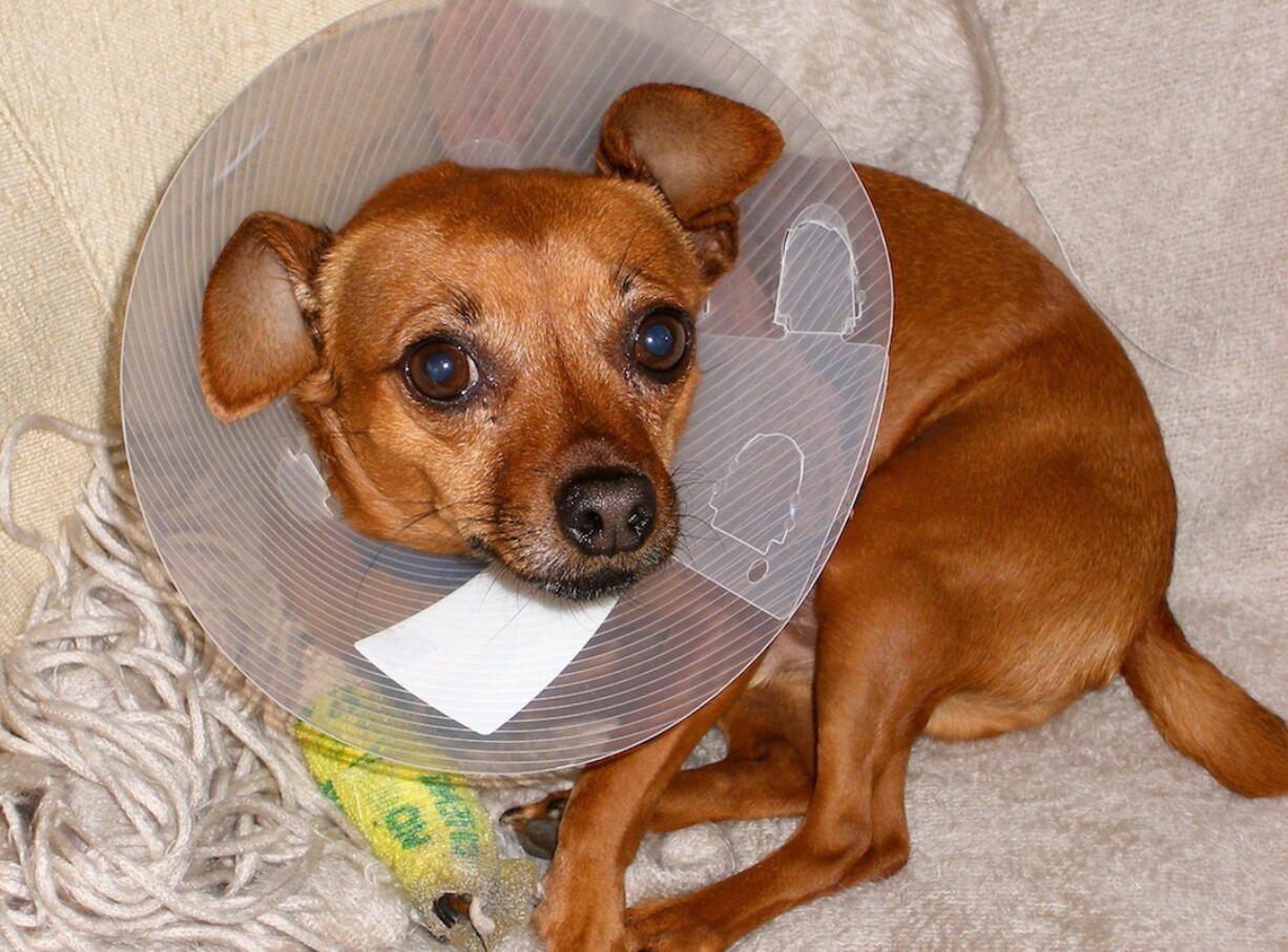 A 9-pound Chihuahua-pinscher mix named Kudo was allegedly subjected to cruelty and abuse at the hands of his temporary caretaker, Kevin Dean Parrish, 20, of Lyons, Ore.