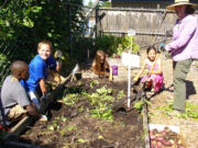 Hazel Dell: WSU Growing Groceries mentor Suzy Taylor, right, helps Boys &amp; Girls Club members harvest potatoes July 10 during a summer garden program at the Hazel Dell School and Community Garden.